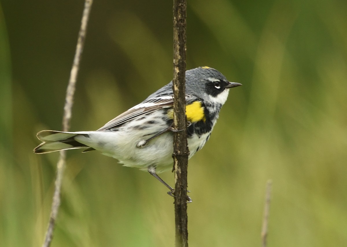 Yellow-rumped Warbler - ML445298221