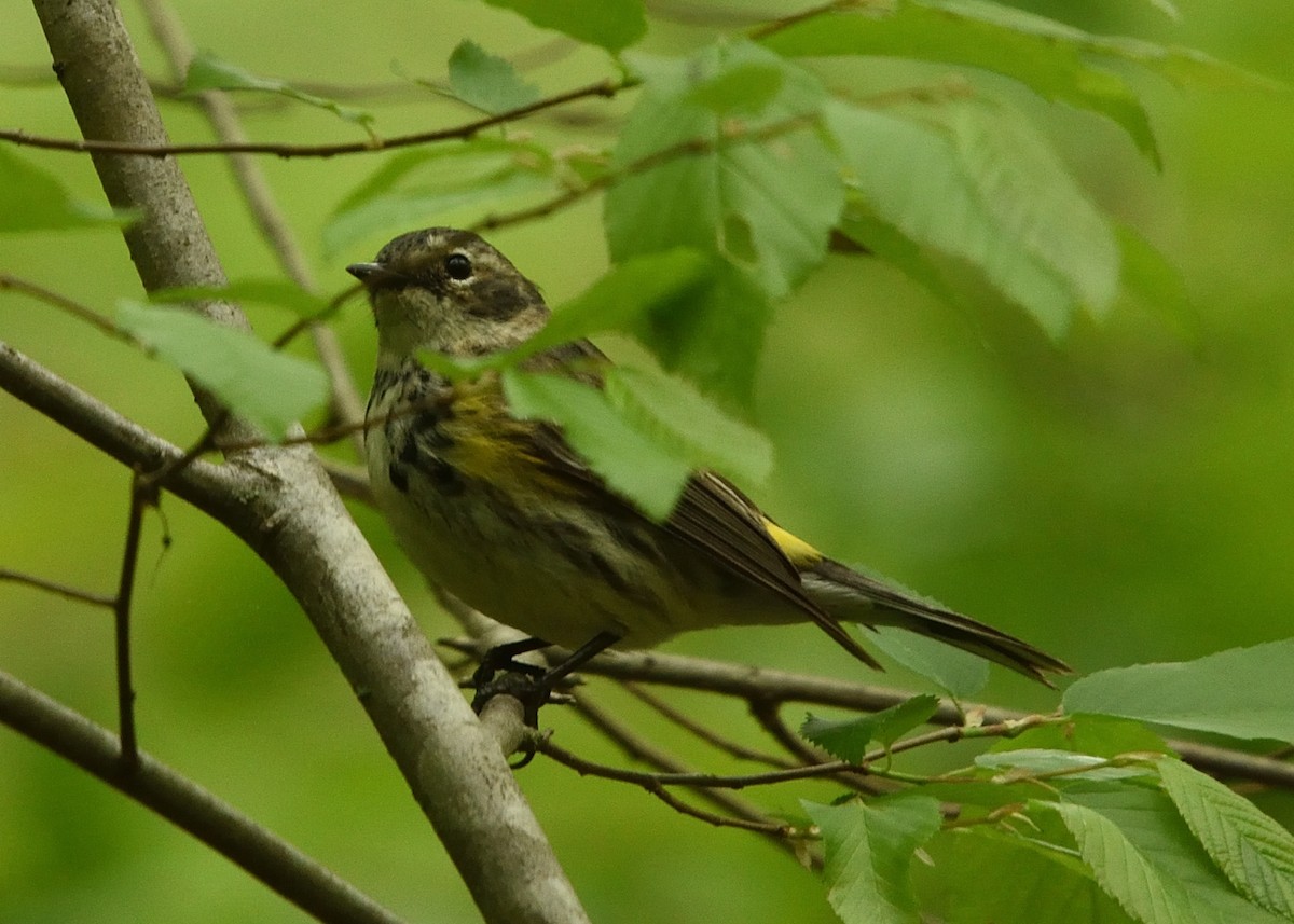 Yellow-rumped Warbler - ML445298231