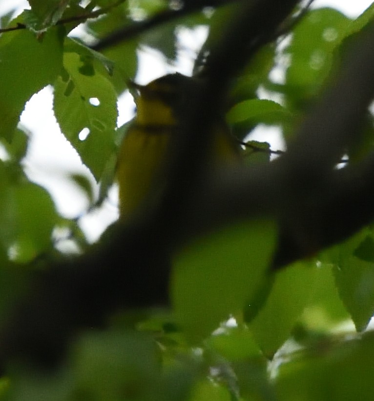 Canada Warbler - ML445298281