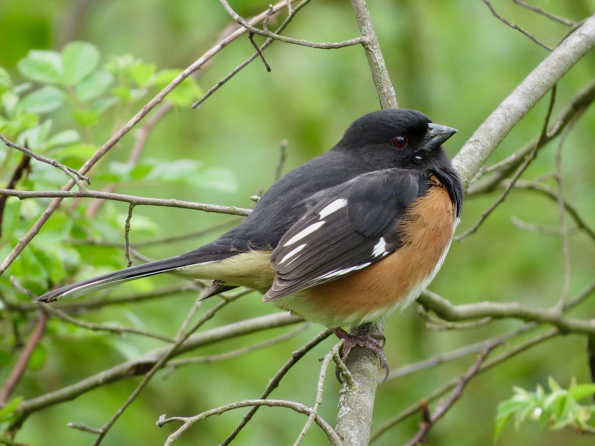 Eastern Towhee - ML445300261