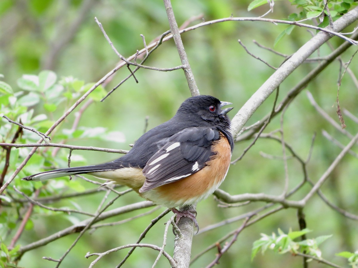 Eastern Towhee - ML445300271