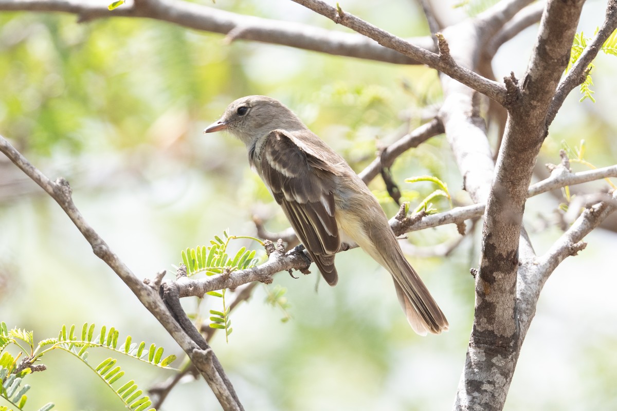 Caribbean Elaenia - John C. Mittermeier