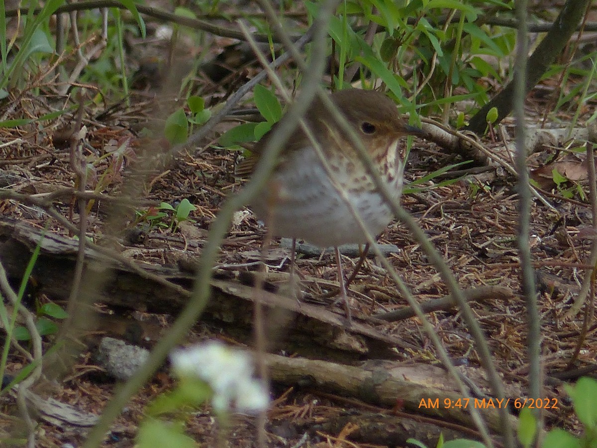 Swainson's Thrush - ML445300761