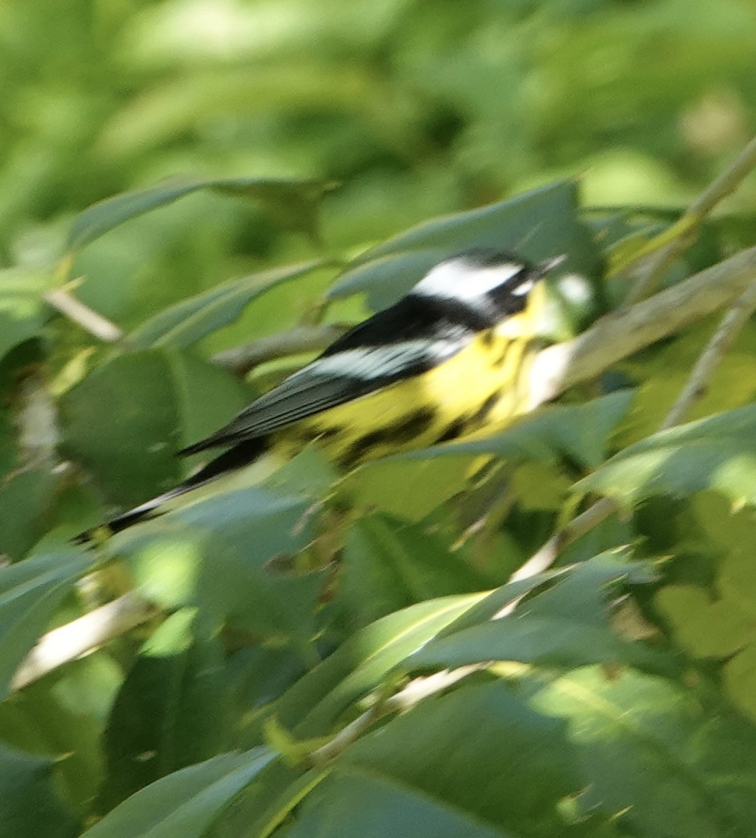 Magnolia Warbler - ML445302001