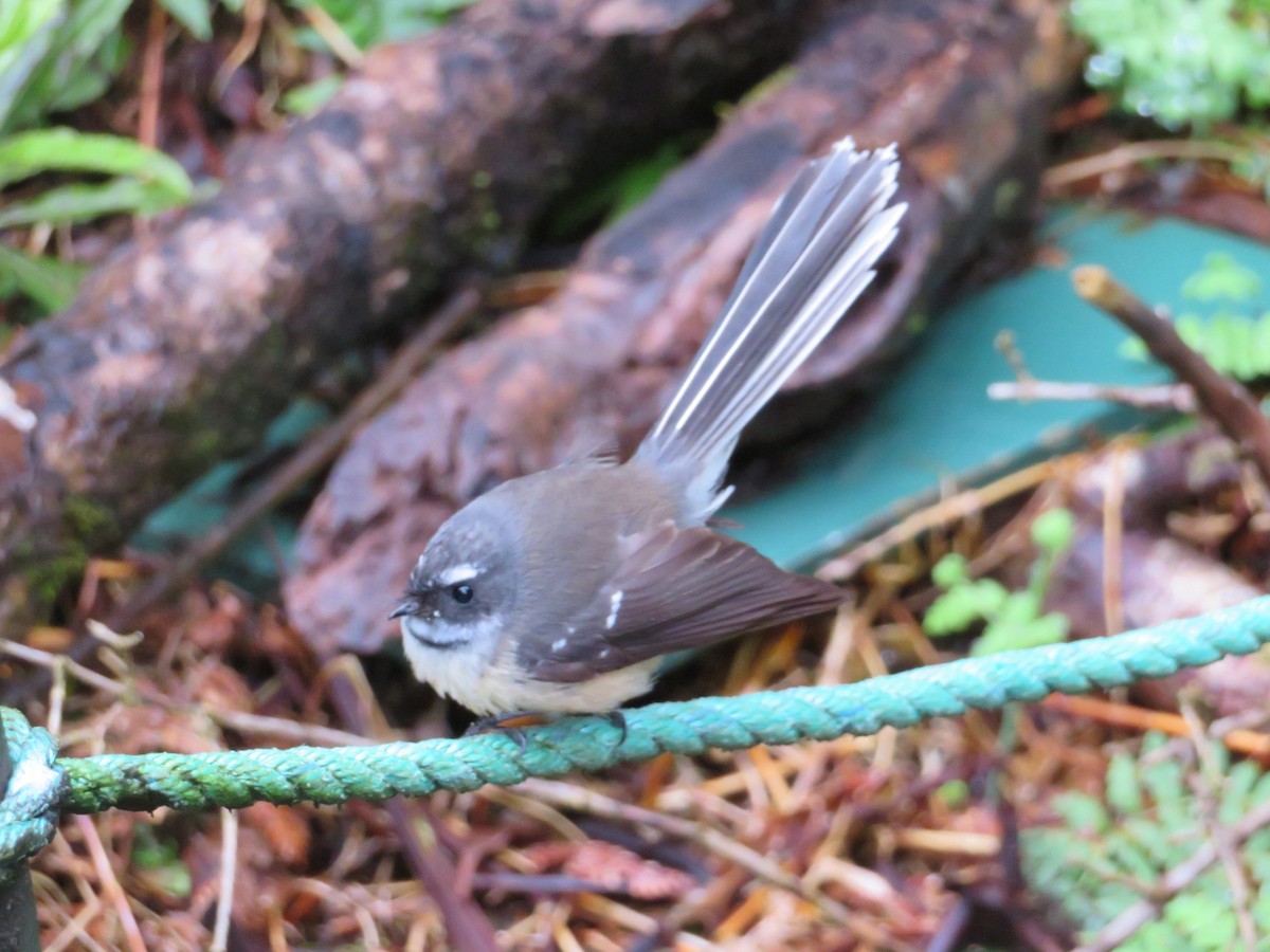 New Zealand Fantail - Maggie Evans