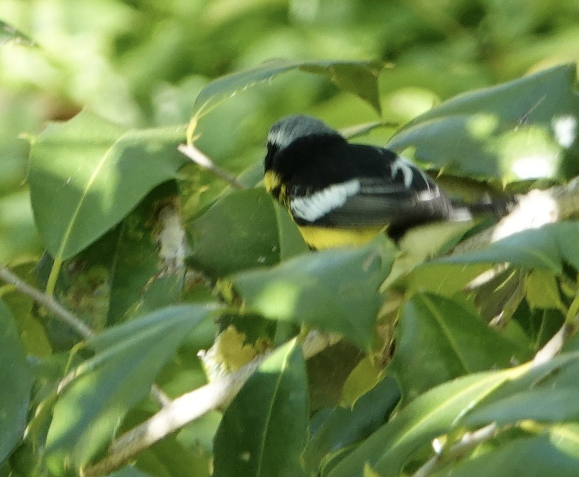 Magnolia Warbler - judy shimm