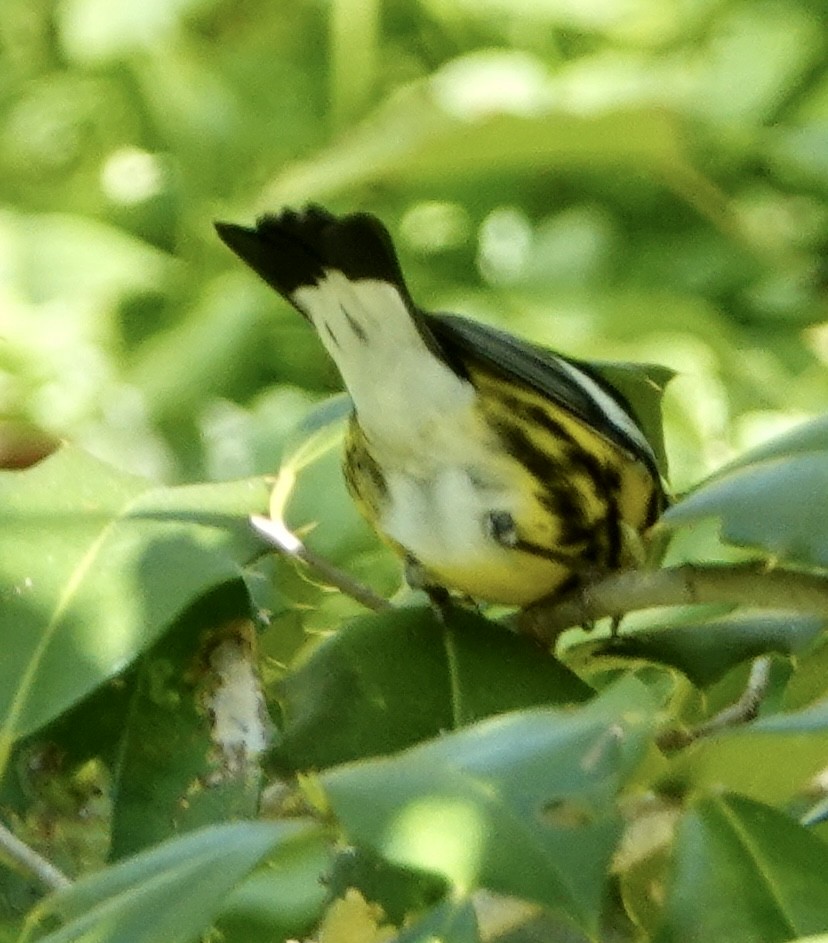 Magnolia Warbler - judy shimm