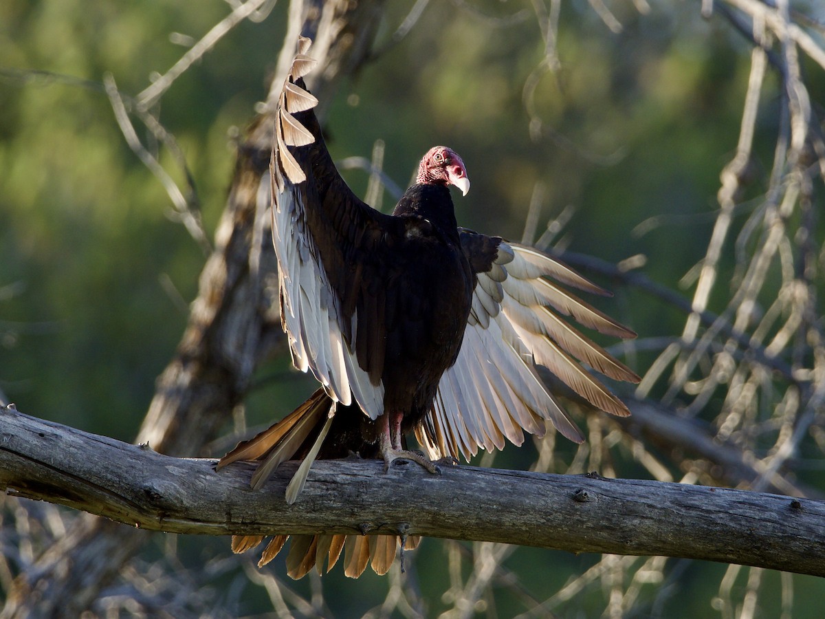 Turkey Vulture - ML445302811