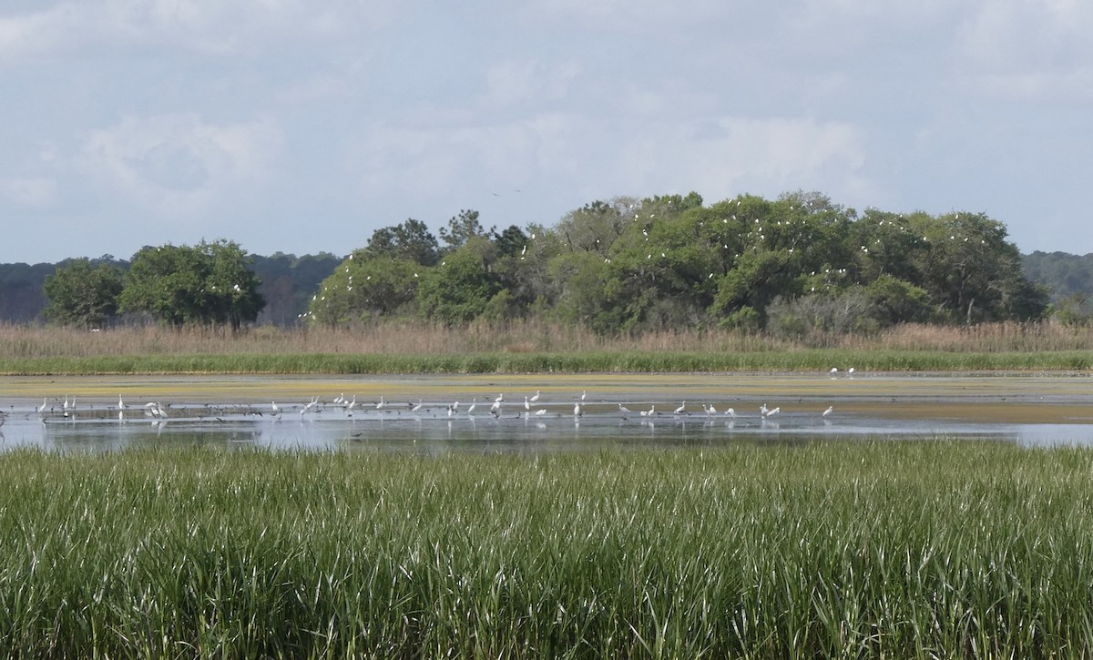 Snowy Egret - ML445303021