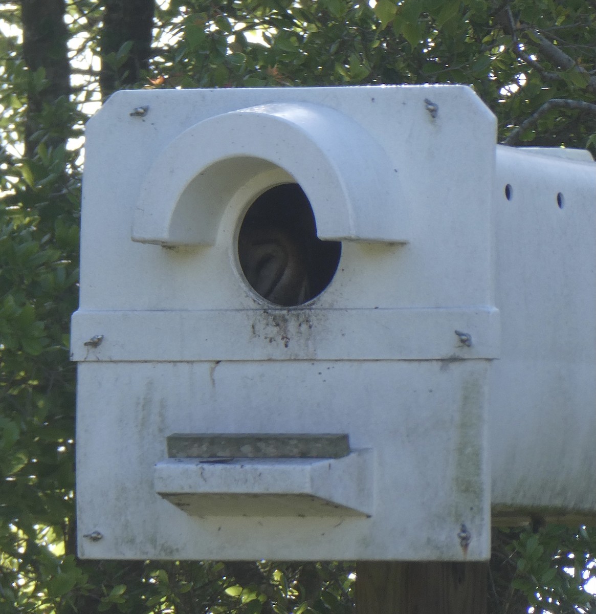 Barn Owl (American) - ML445303151