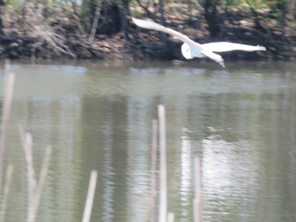 Great Egret - ML445303271