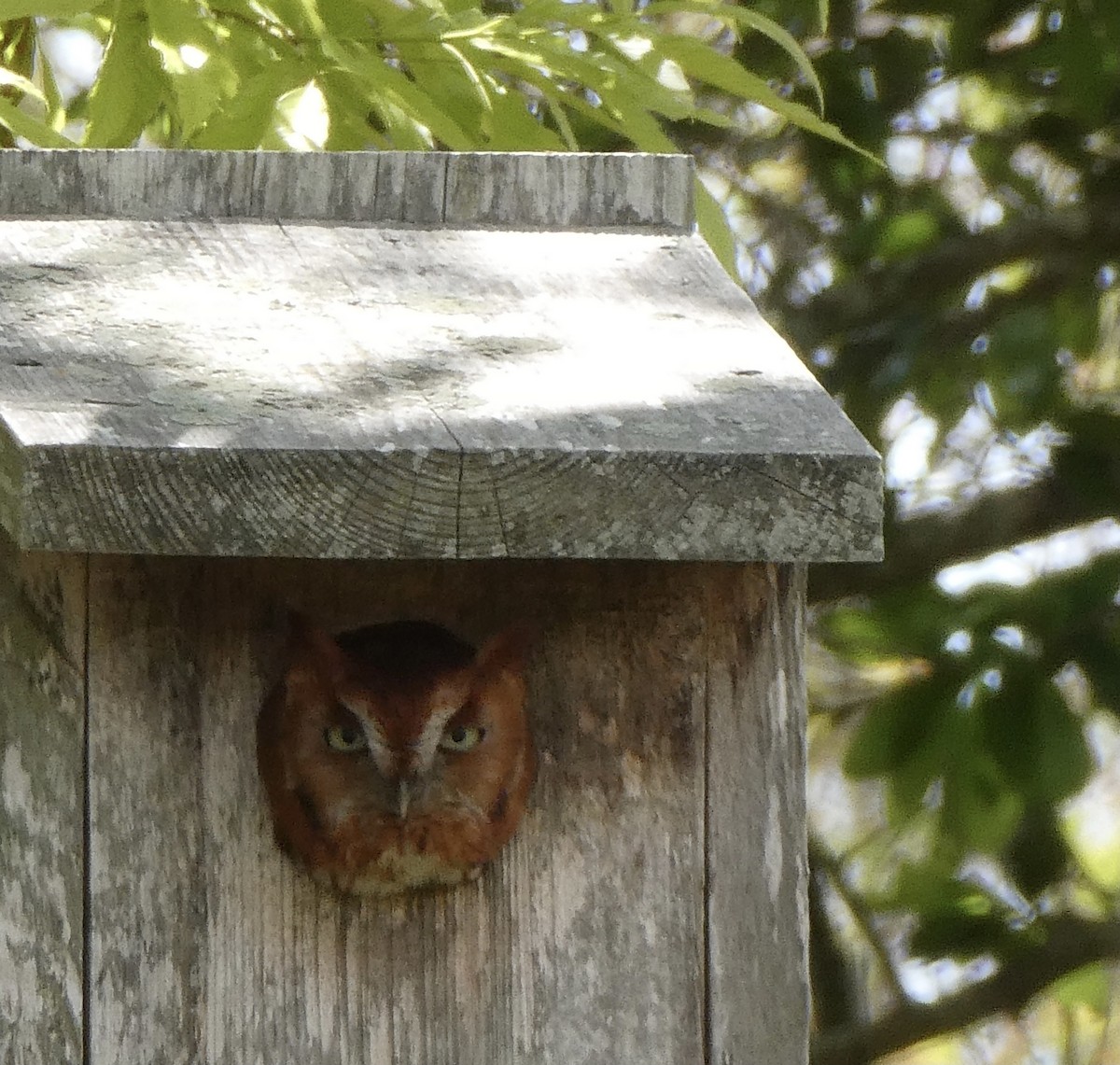 Eastern Screech-Owl - ML445303281