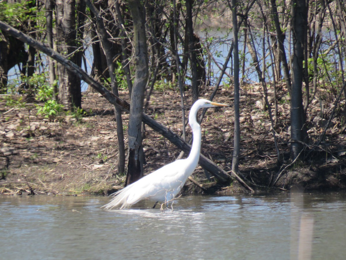 Great Egret - ML445303301