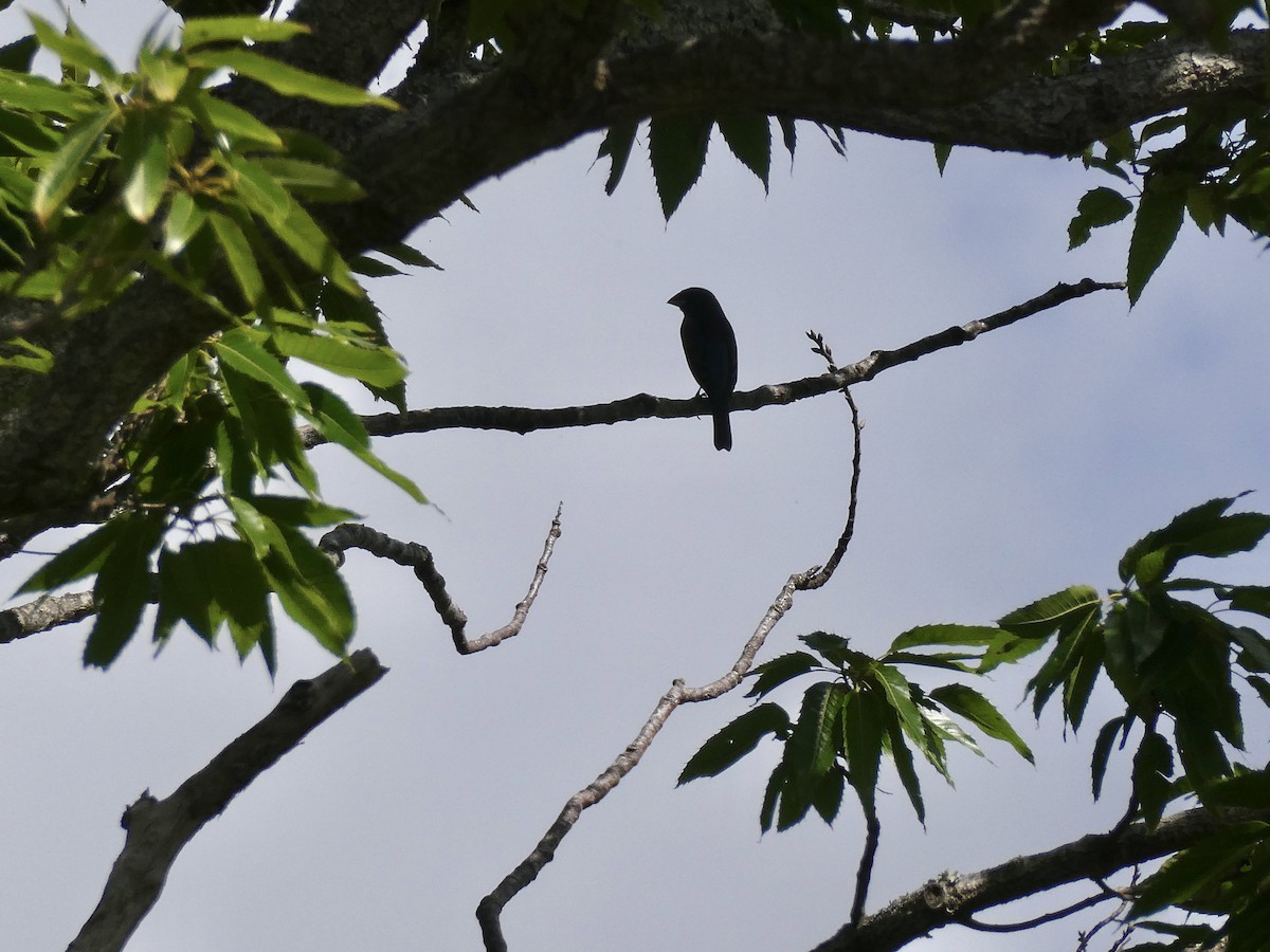 Blue Grosbeak - ML445303551