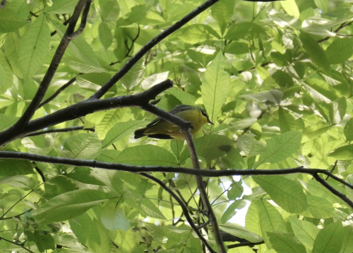 Kentucky Warbler - ML445304061