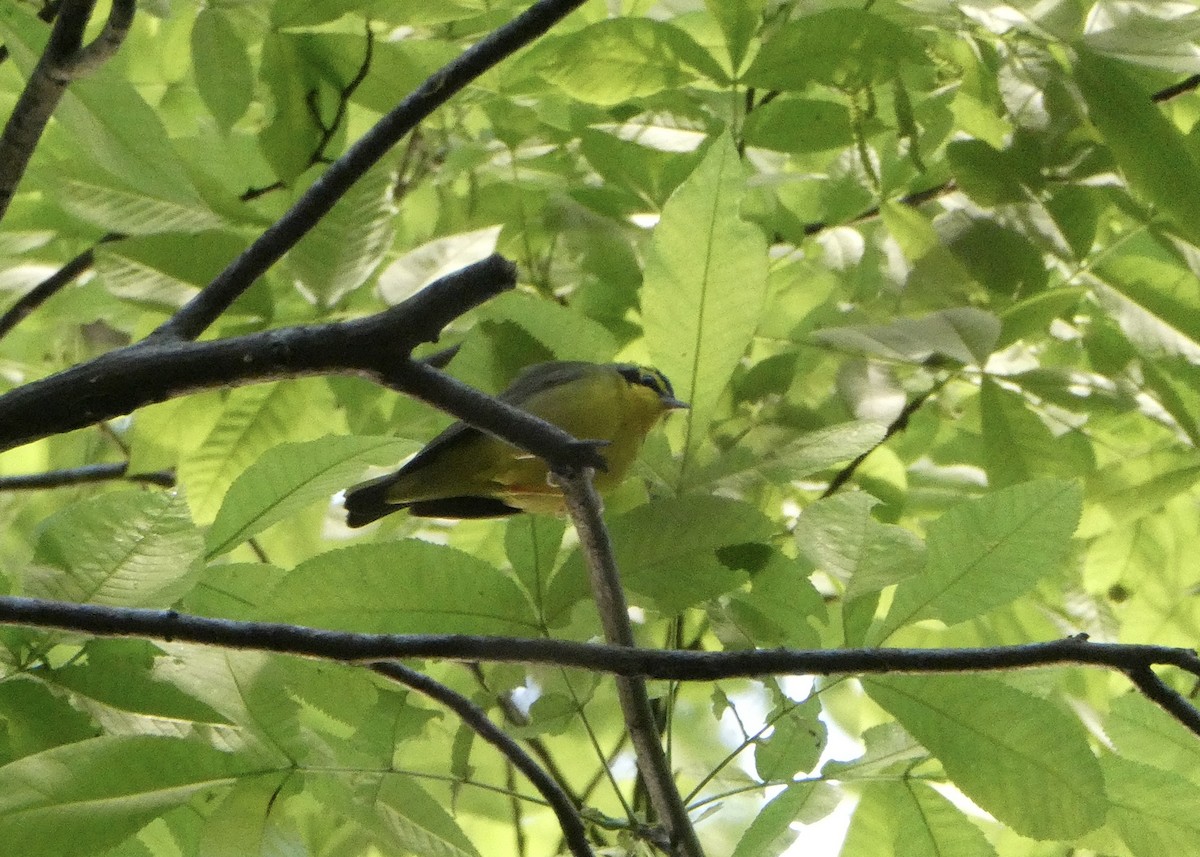 Kentucky Warbler - ML445304071