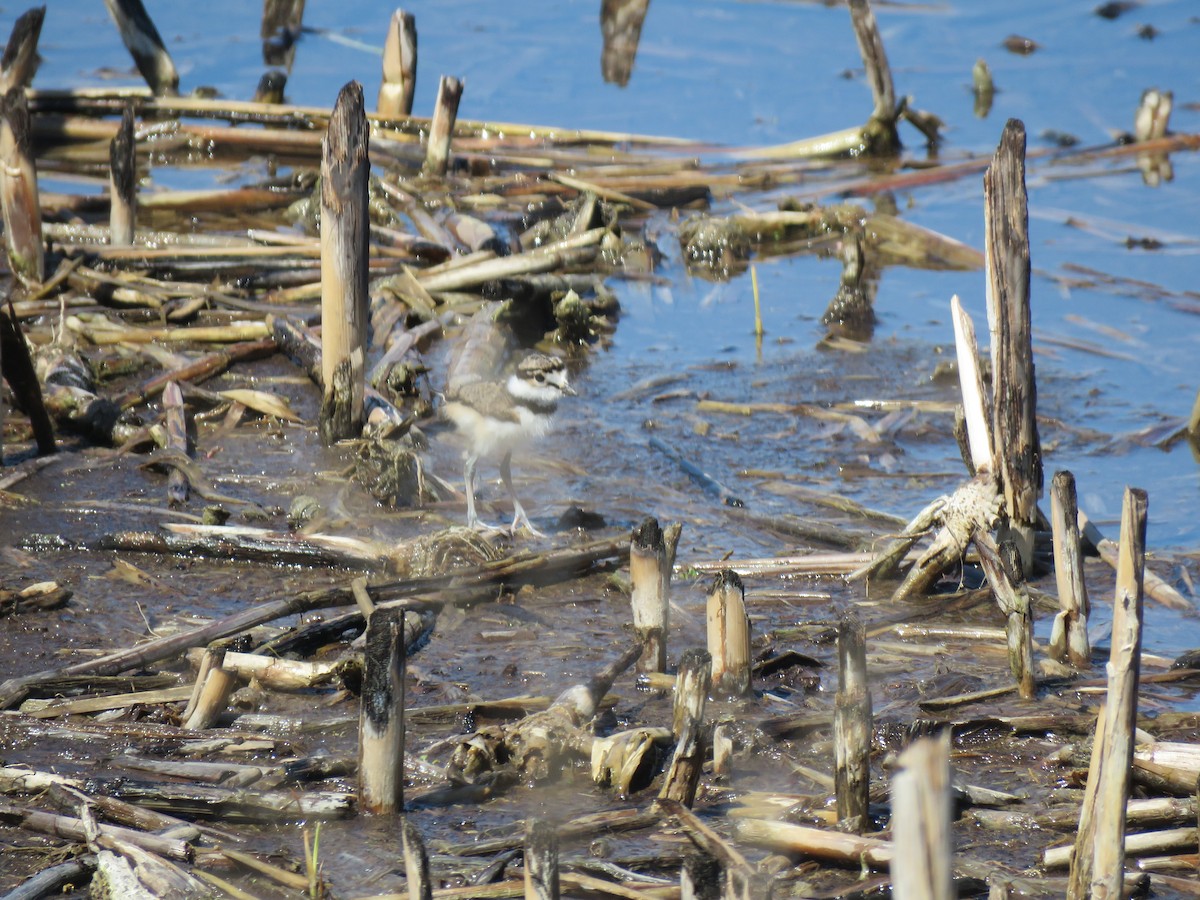 Killdeer - ML445305021