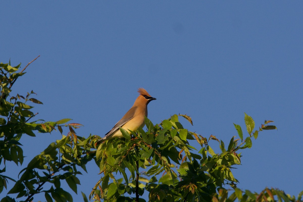 Cedar Waxwing - ML445306611