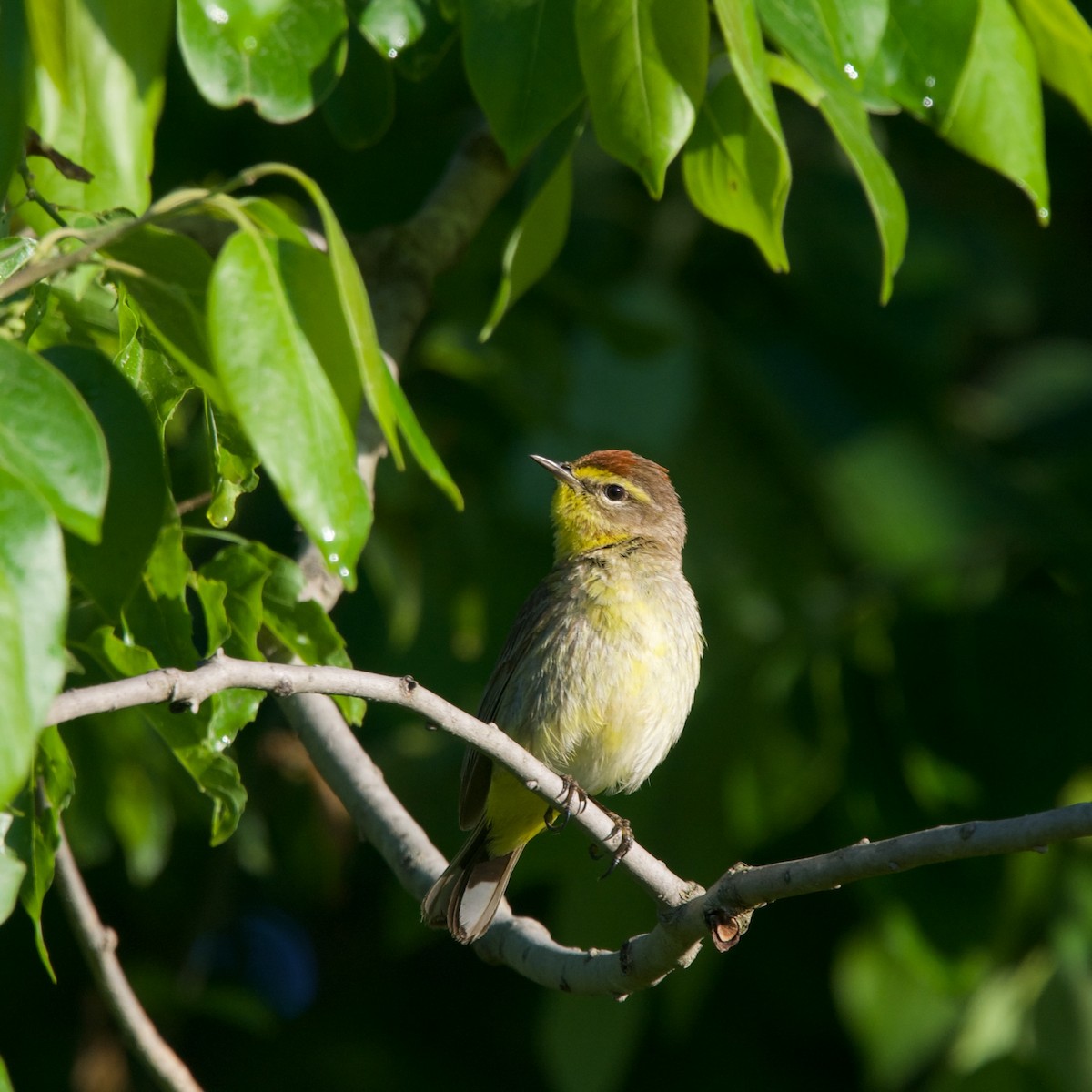 Palm Warbler - ML445306691