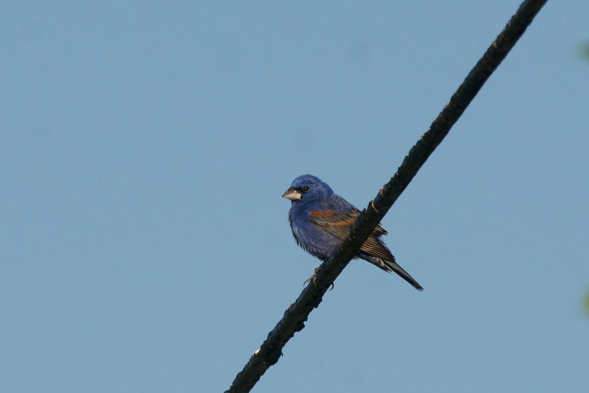 Blue Grosbeak - ML445306791