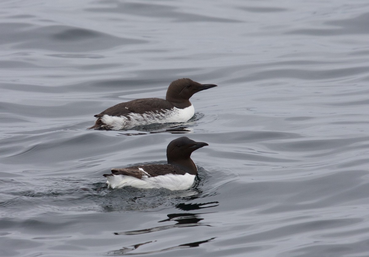 Thick-billed Murre - ML44530711