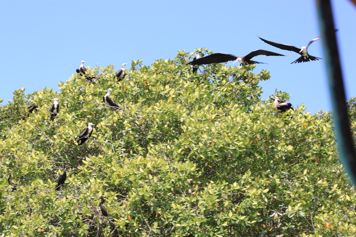 Magnificent Frigatebird - ML445307891