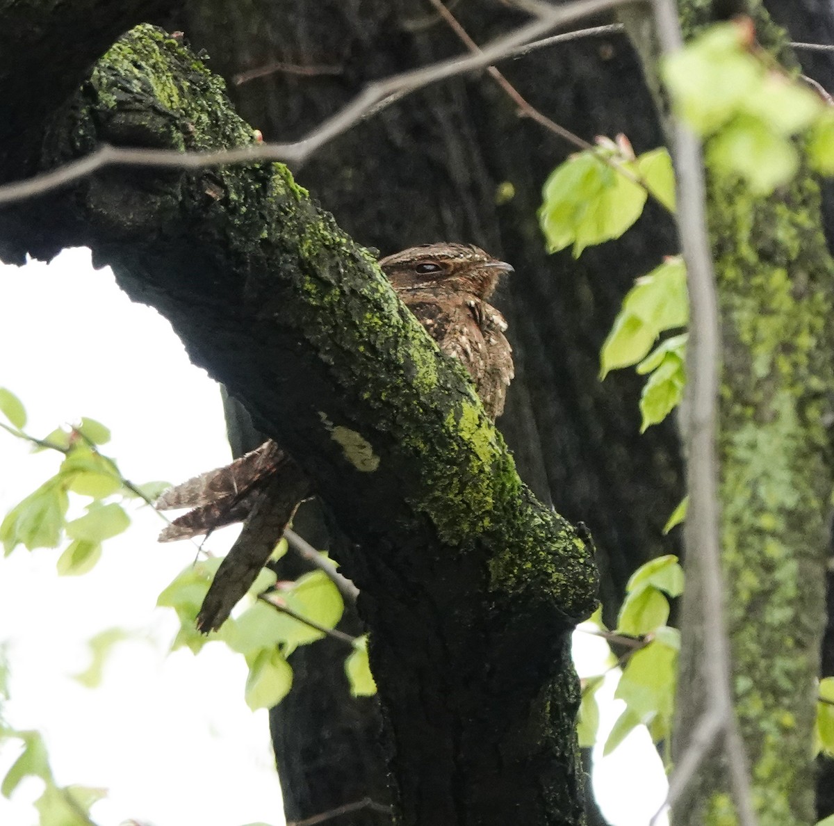 Chuck-will's-widow - ML445308451