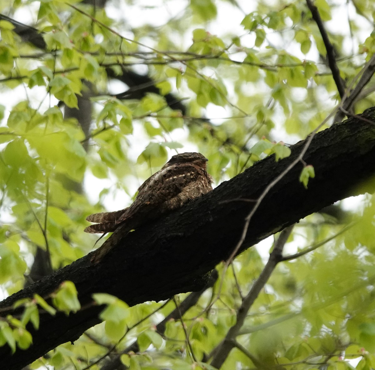 Chuck-will's-widow - ML445308461