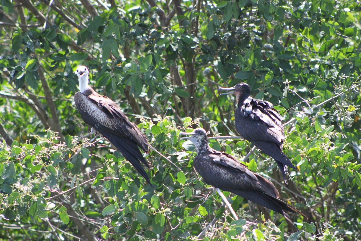 Magnificent Frigatebird - ML445308511