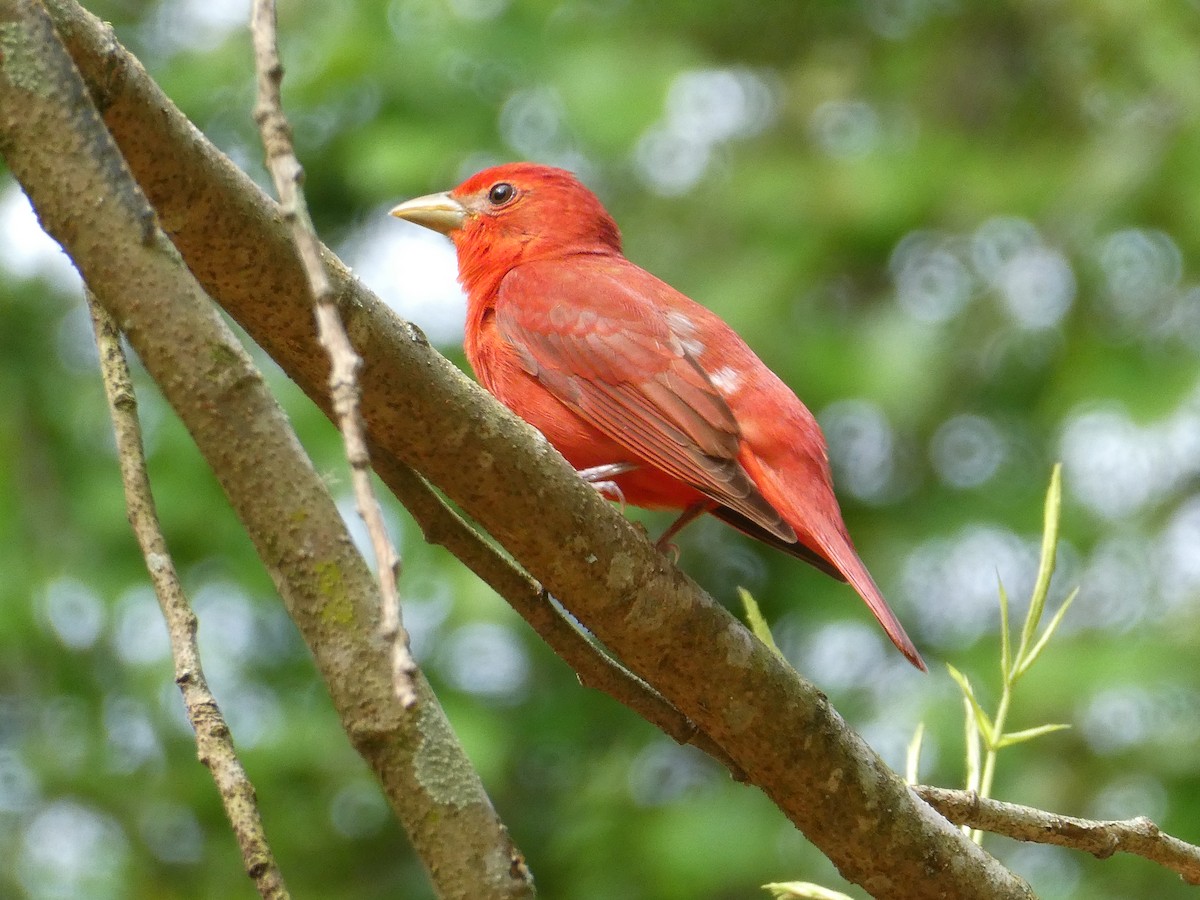 Summer Tanager - ML445308881