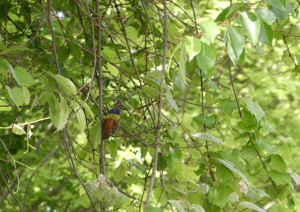 Painted Bunting - ML445308951