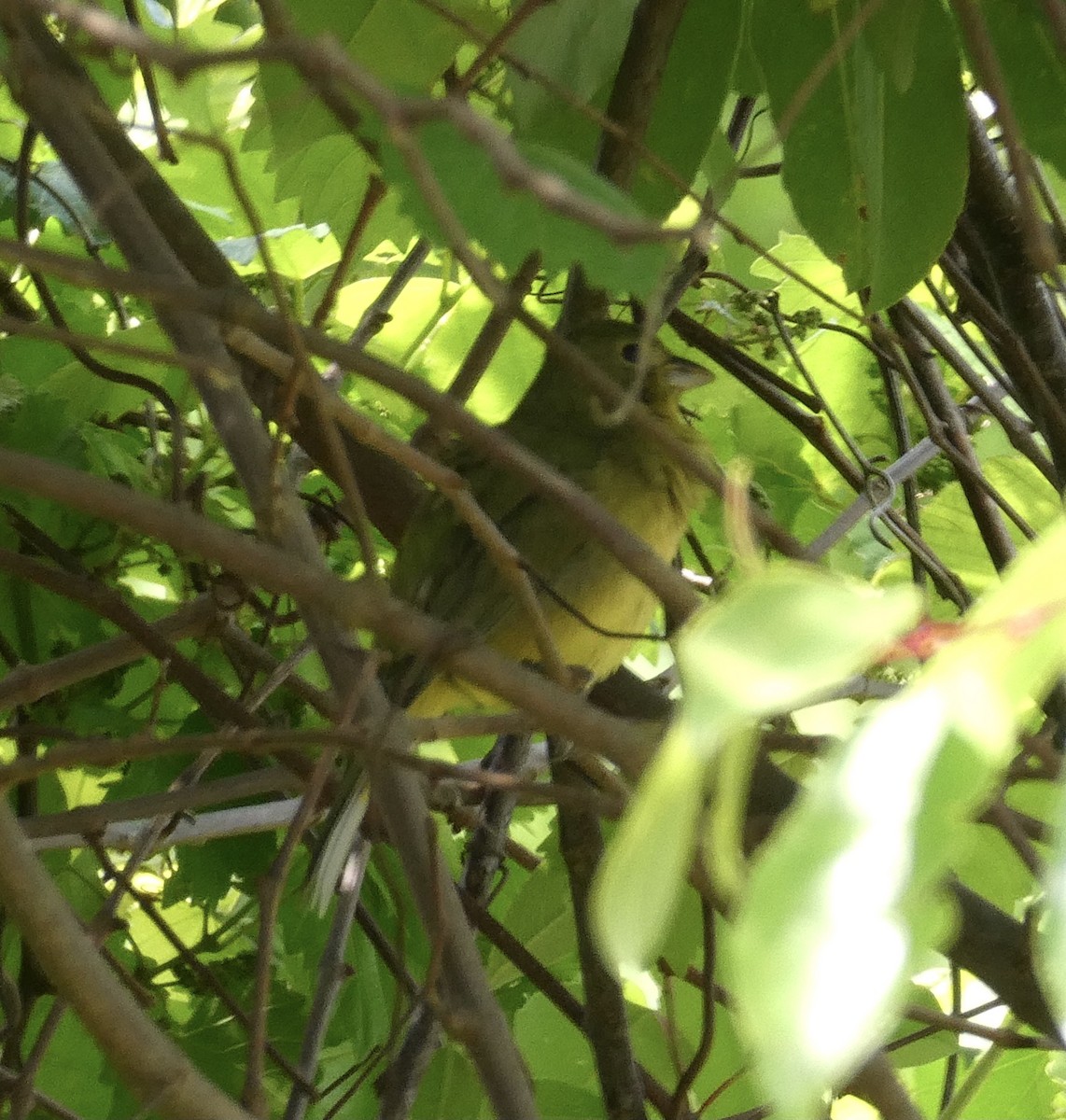 Painted Bunting - ML445308961