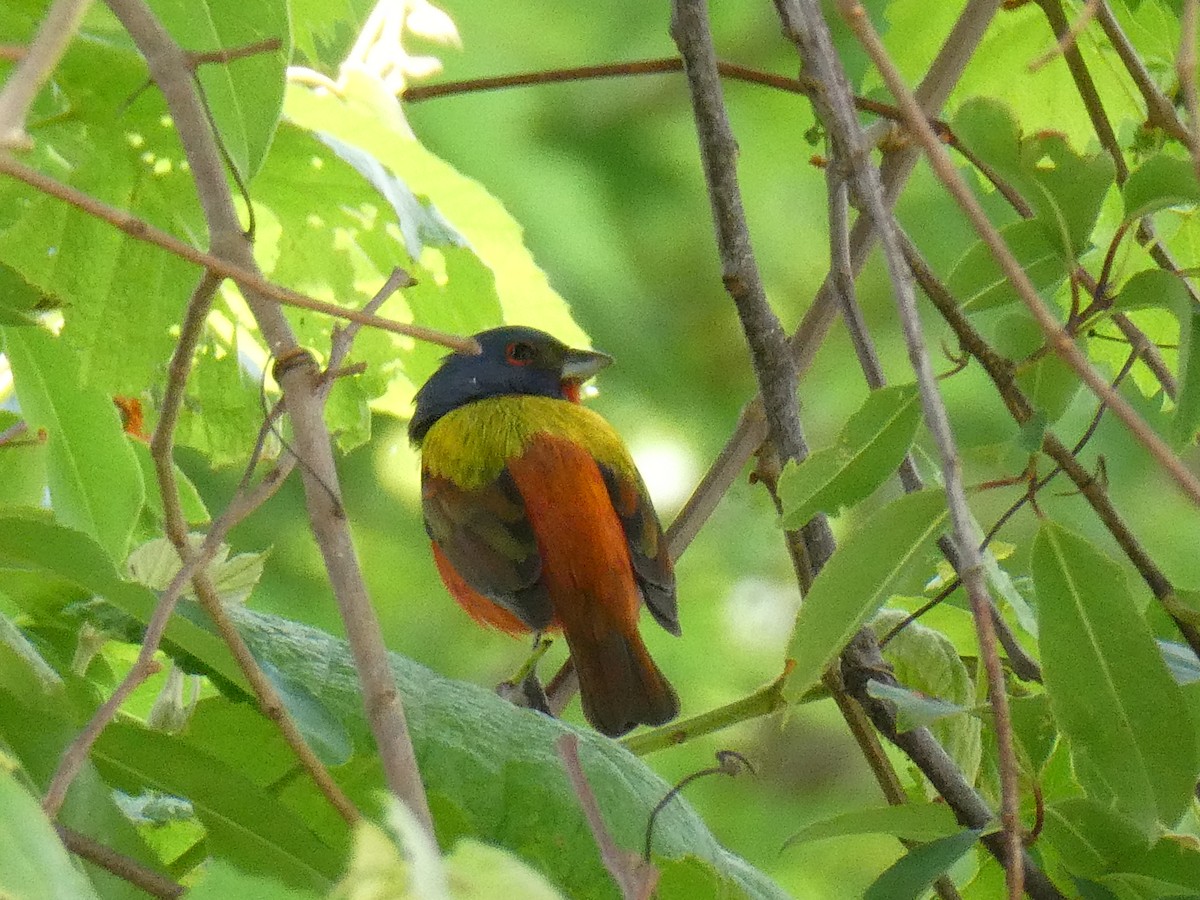 Painted Bunting - ML445308991