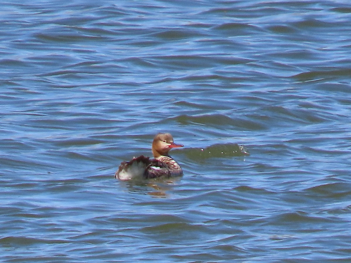 Red-breasted Merganser - ML445309001