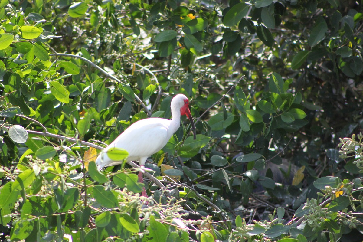 White Ibis - ML445309091