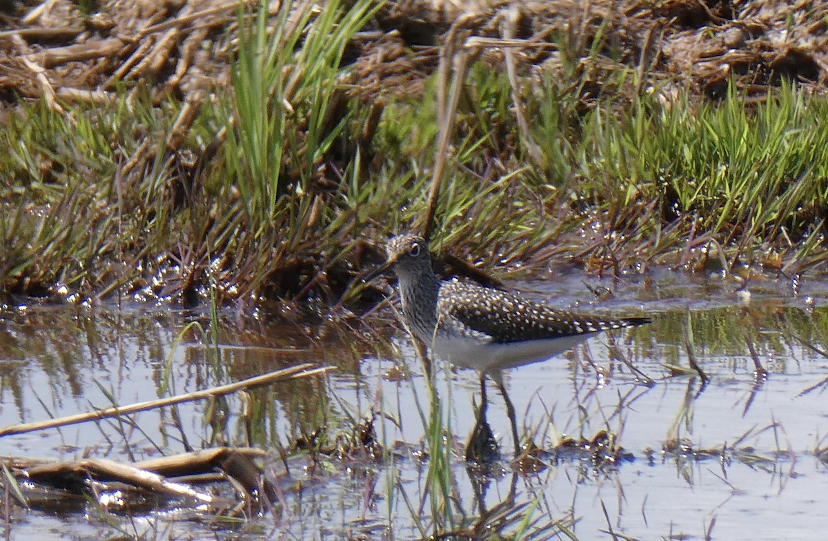 Solitary Sandpiper - ML445309261