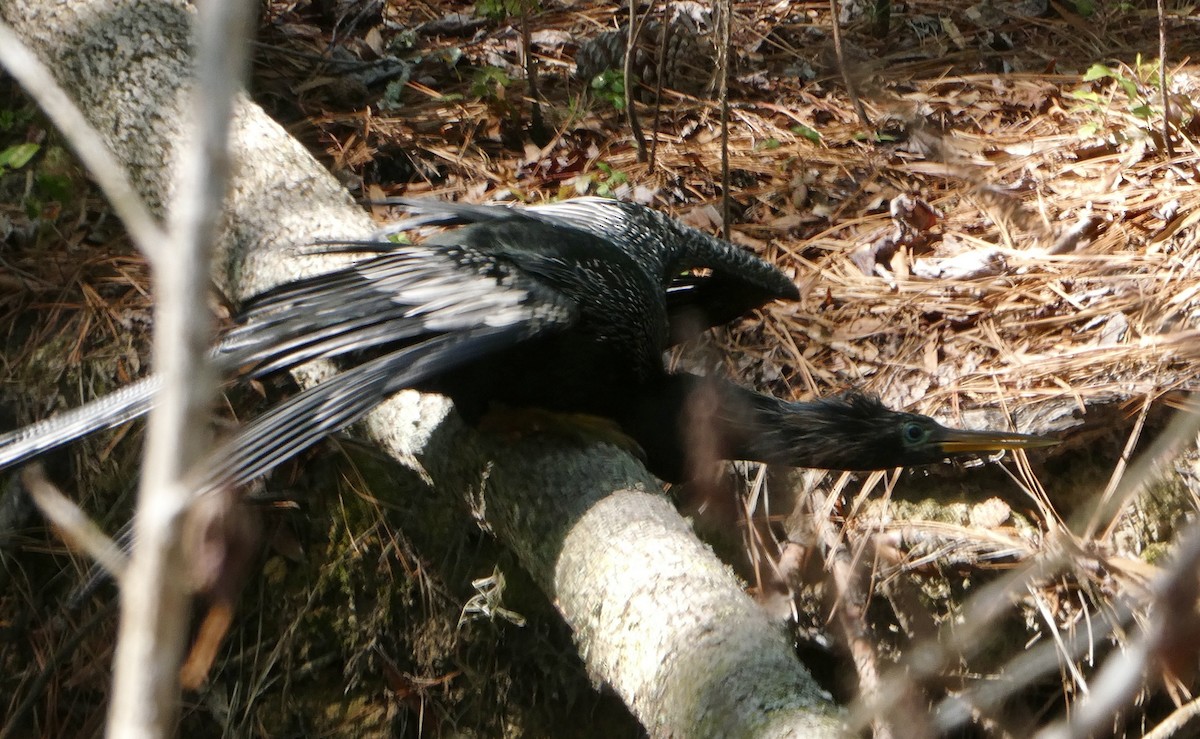 Anhinga Americana - ML445309341