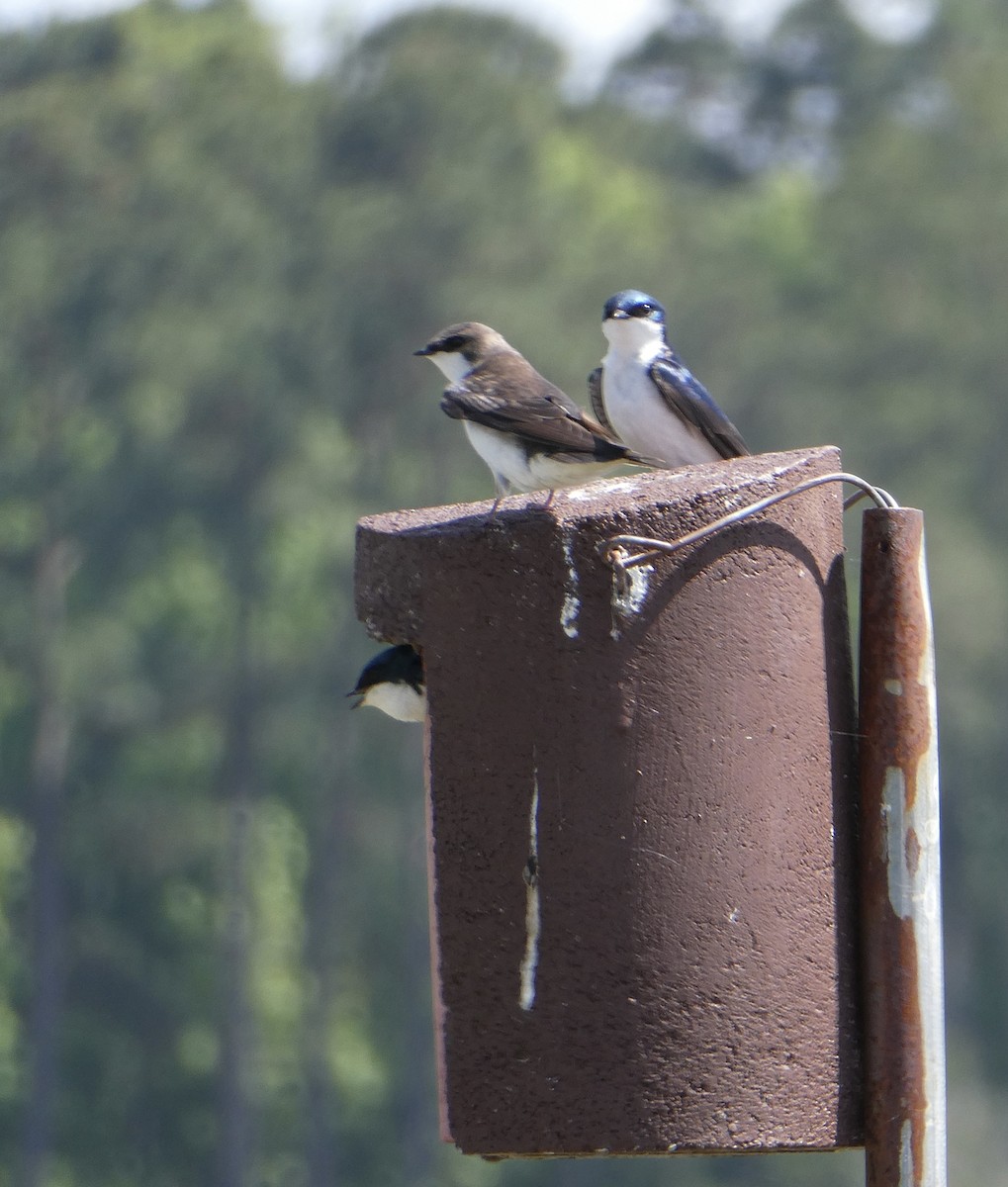 Golondrina Bicolor - ML445309551