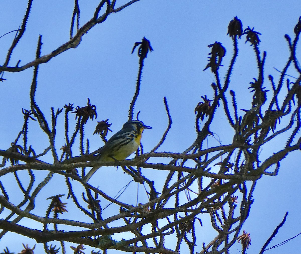 Yellow-throated Warbler - ML445309731