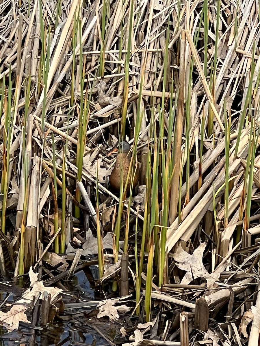 Virginia Rail - ML445309861