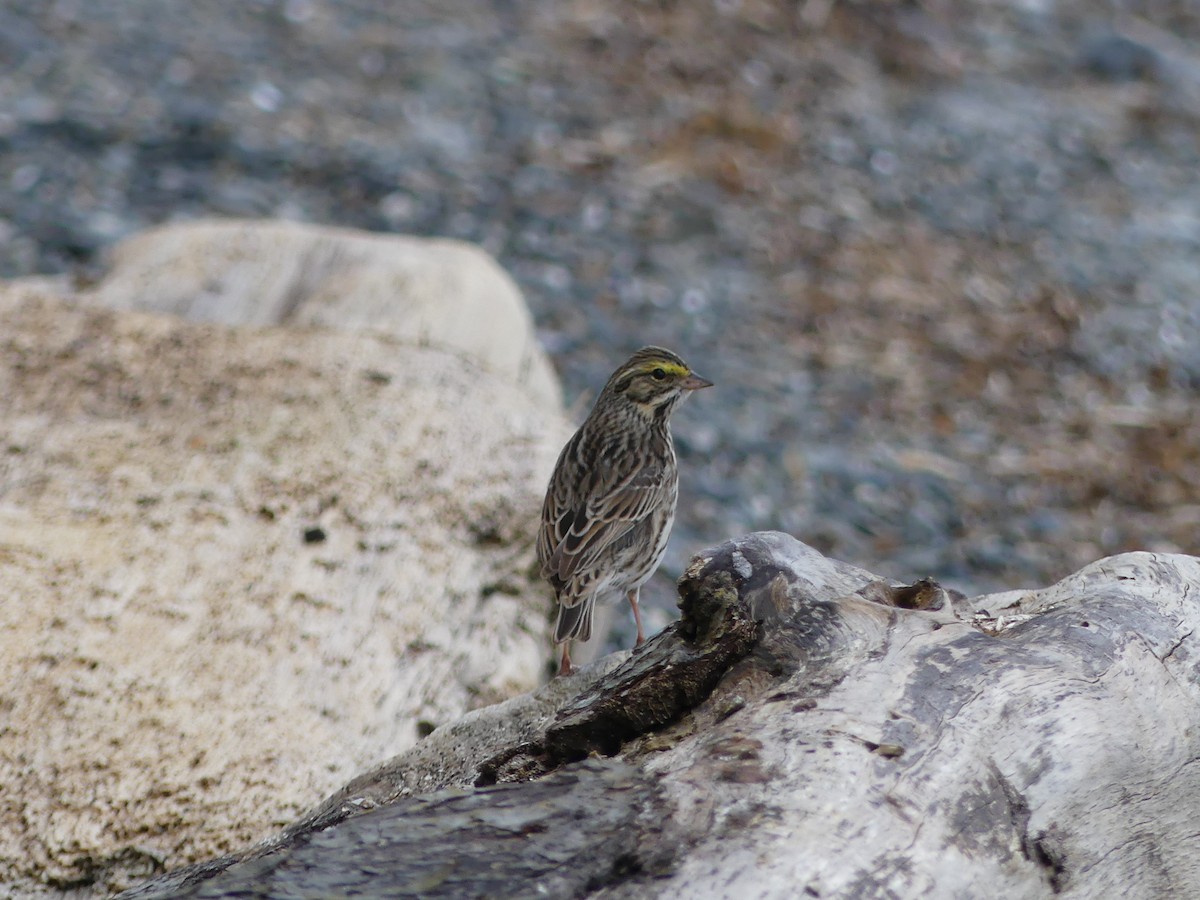 Savannah Sparrow - Gordon Curry