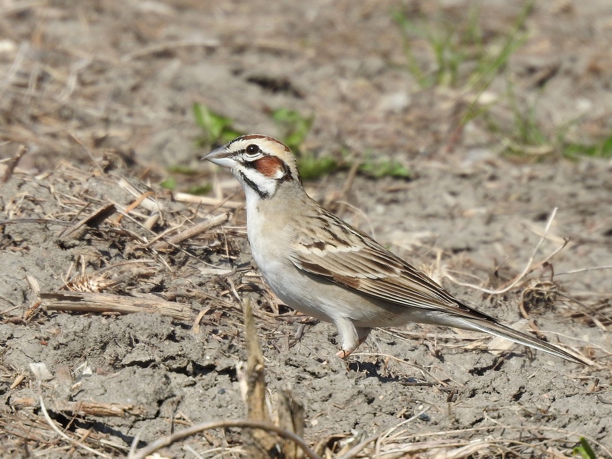 Lark Sparrow - ML445310501