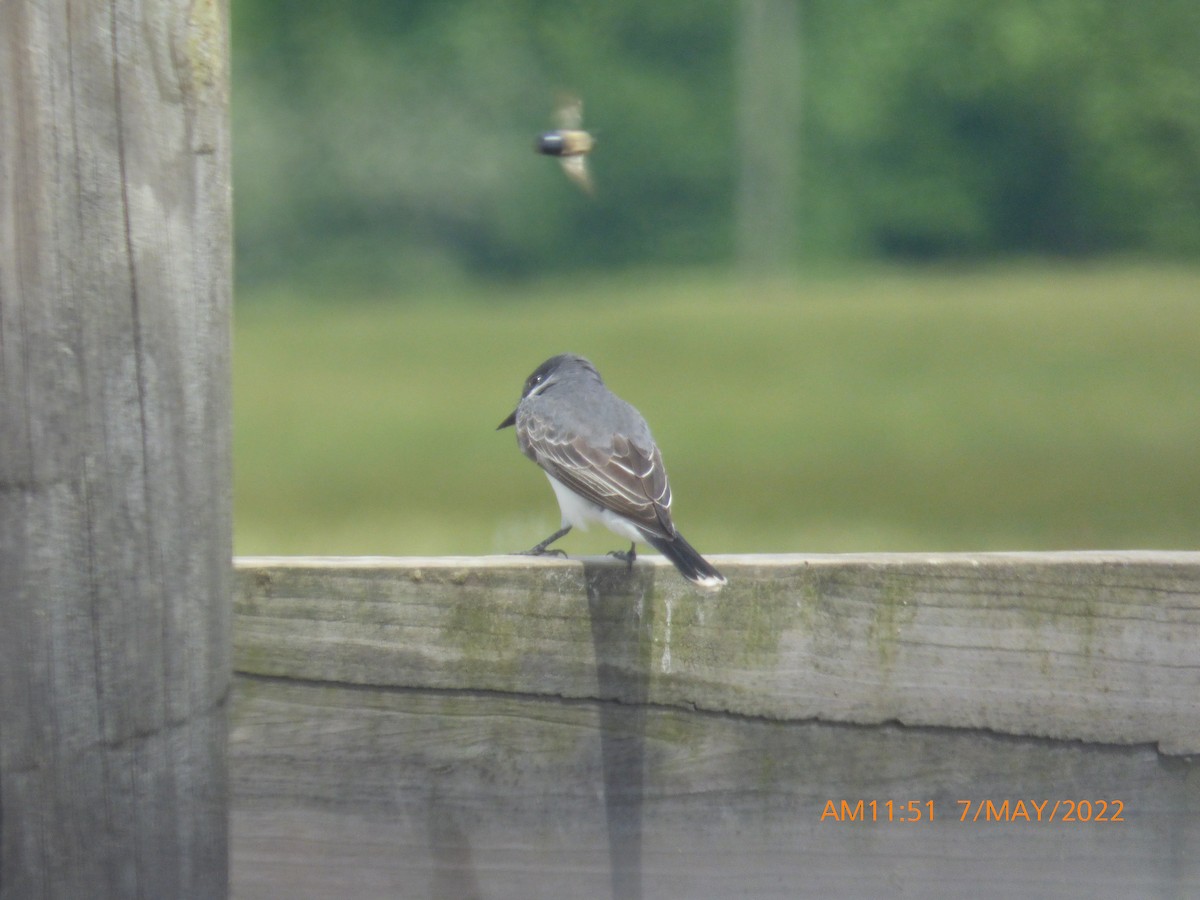 Eastern Kingbird - ML445311431