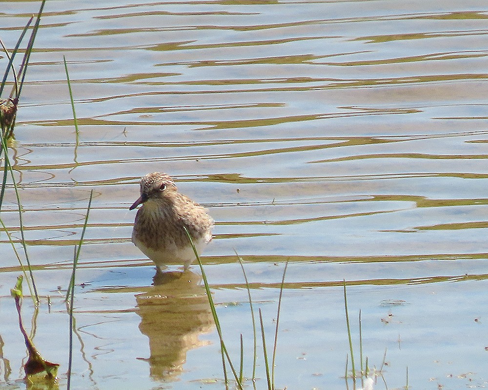 Temminck's Stint - ML445312361