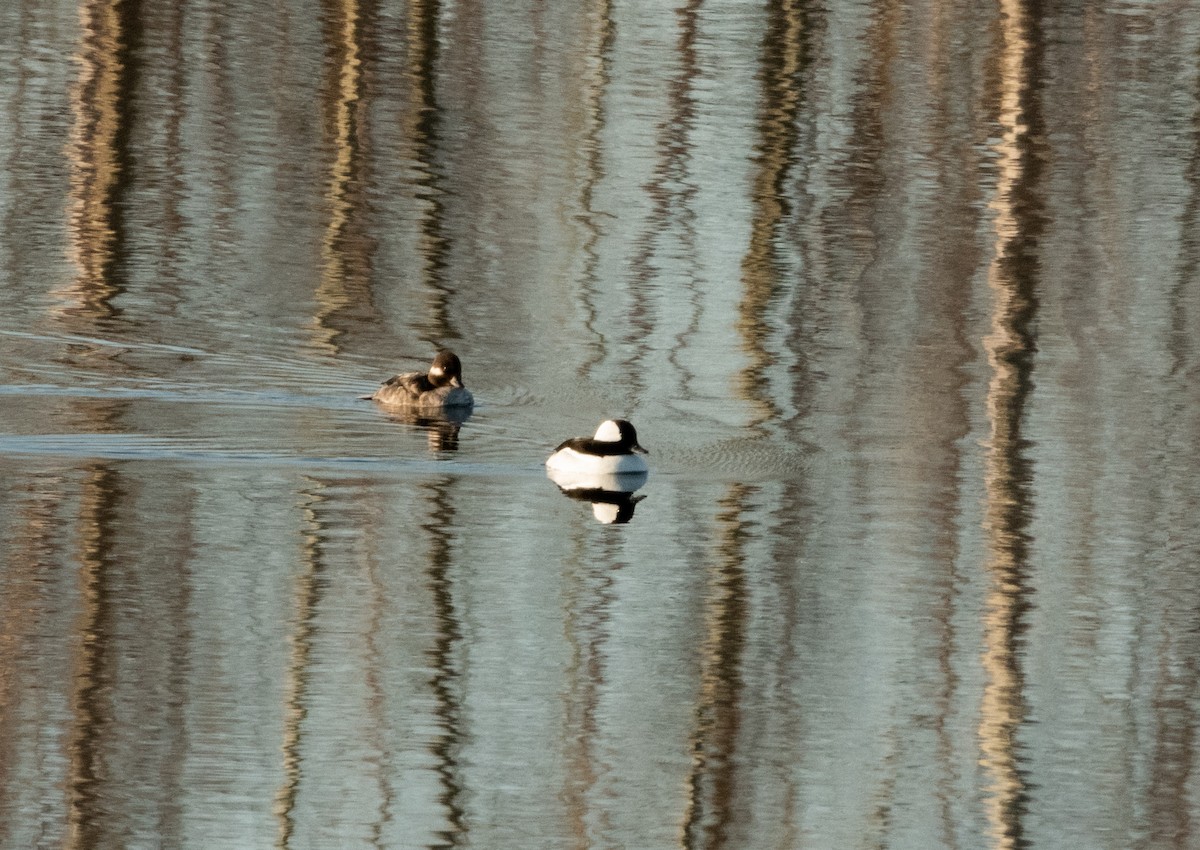 Bufflehead - ML445312671