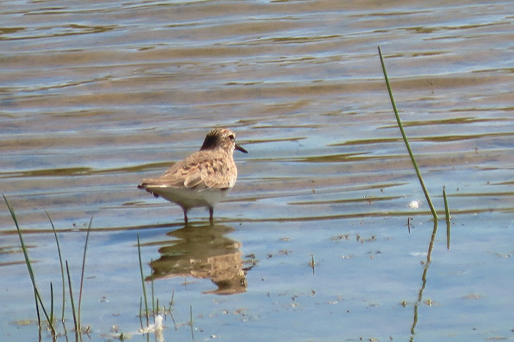 Temminck's Stint - ML445312681