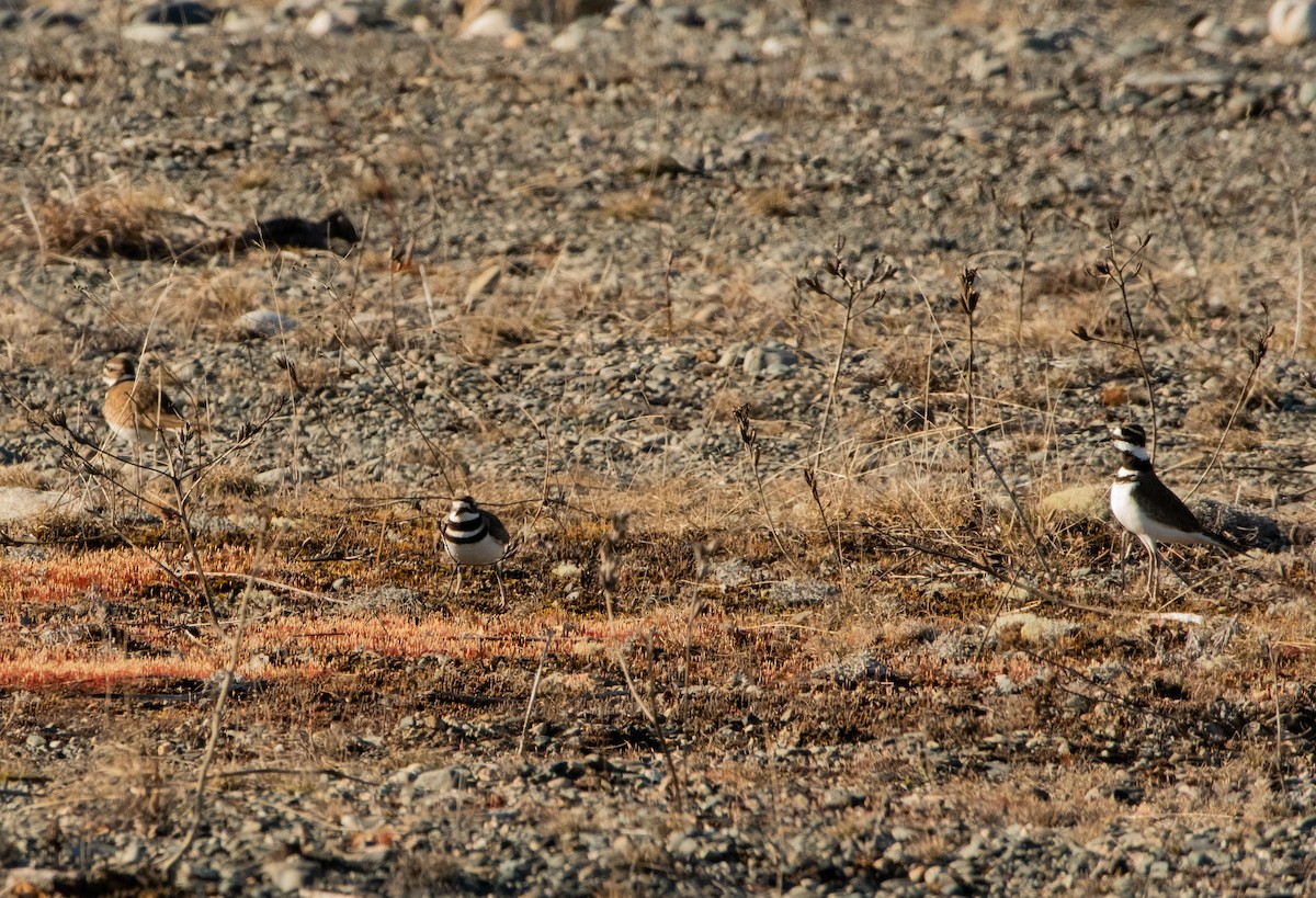 Killdeer - ML445312801