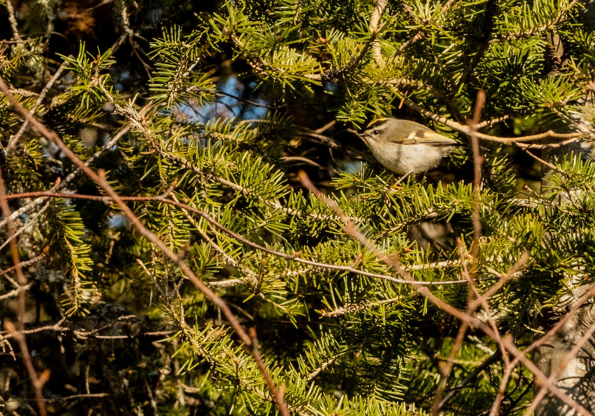 Golden-crowned Kinglet - Francois Dubois