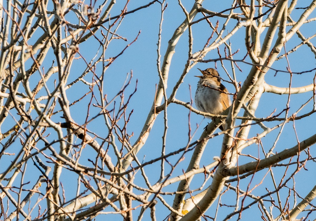 Hermit Thrush - ML445313691