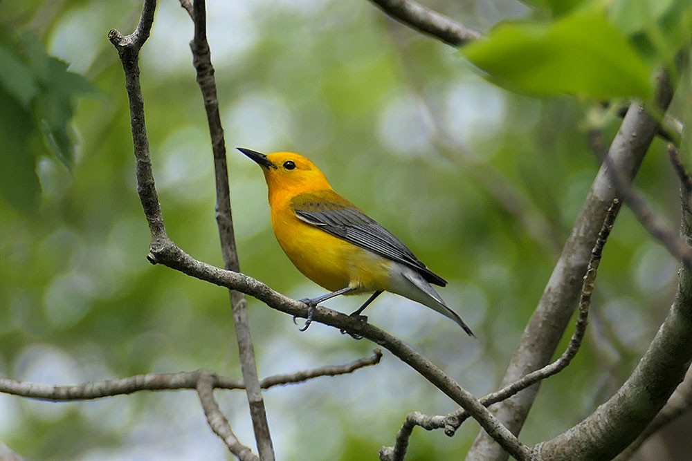 Prothonotary Warbler - Karen  Hamblett